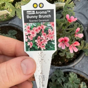 Scented Geranium 'Aroma Bunny Brunch' Live Plant – 4.5 inch Pot – Fragrant Foliage - Image 6