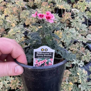 Scented Geranium 'Aroma Bunny Brunch' Live Plant – 4.5 inch Pot – Fragrant Foliage - Image 7