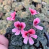 Scented Geranium 'Aroma Bunny Brunch' Live Plant – 4.5 inch Pot – Fragrant Foliage - Image 1