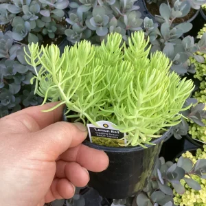 Sedum Lemon Ball Live Plant – 4.5