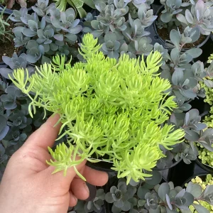 Sedum Lemon Ball Live Plant – 4.5