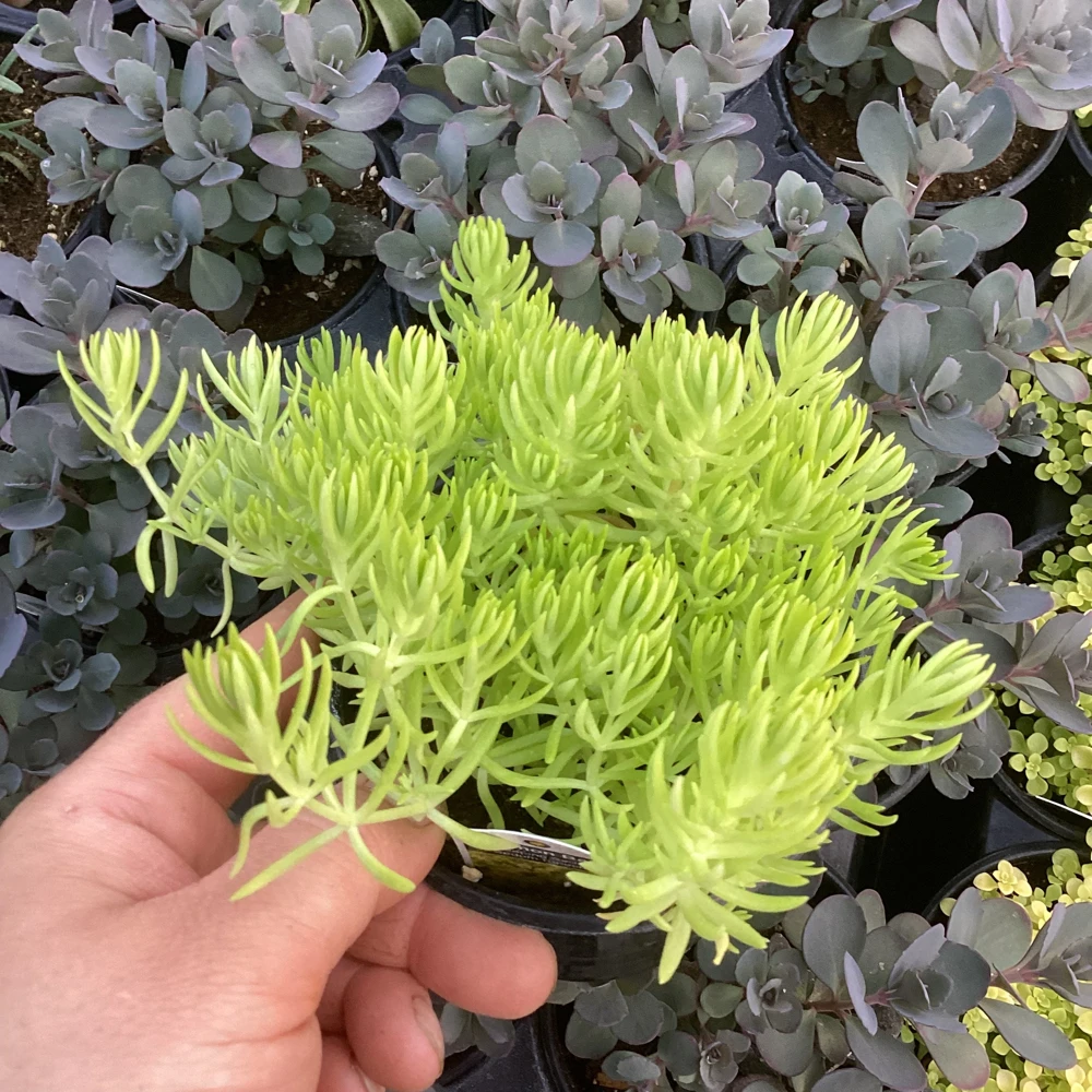 Sedum Lemon Ball Live Plant – 4.5" Pot – Bright Yellow Succulent Groundcover - Image 3