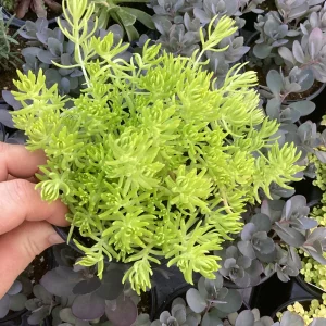 Sedum Lemon Ball Live Plant – 4.5" Pot – Bright Yellow Succulent Groundcover - Image 1