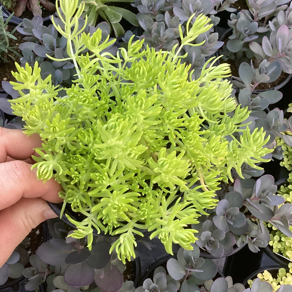 Sedum Lemon Ball Live Plant – 4.5" Pot – Bright Yellow Succulent Groundcover - Image 1