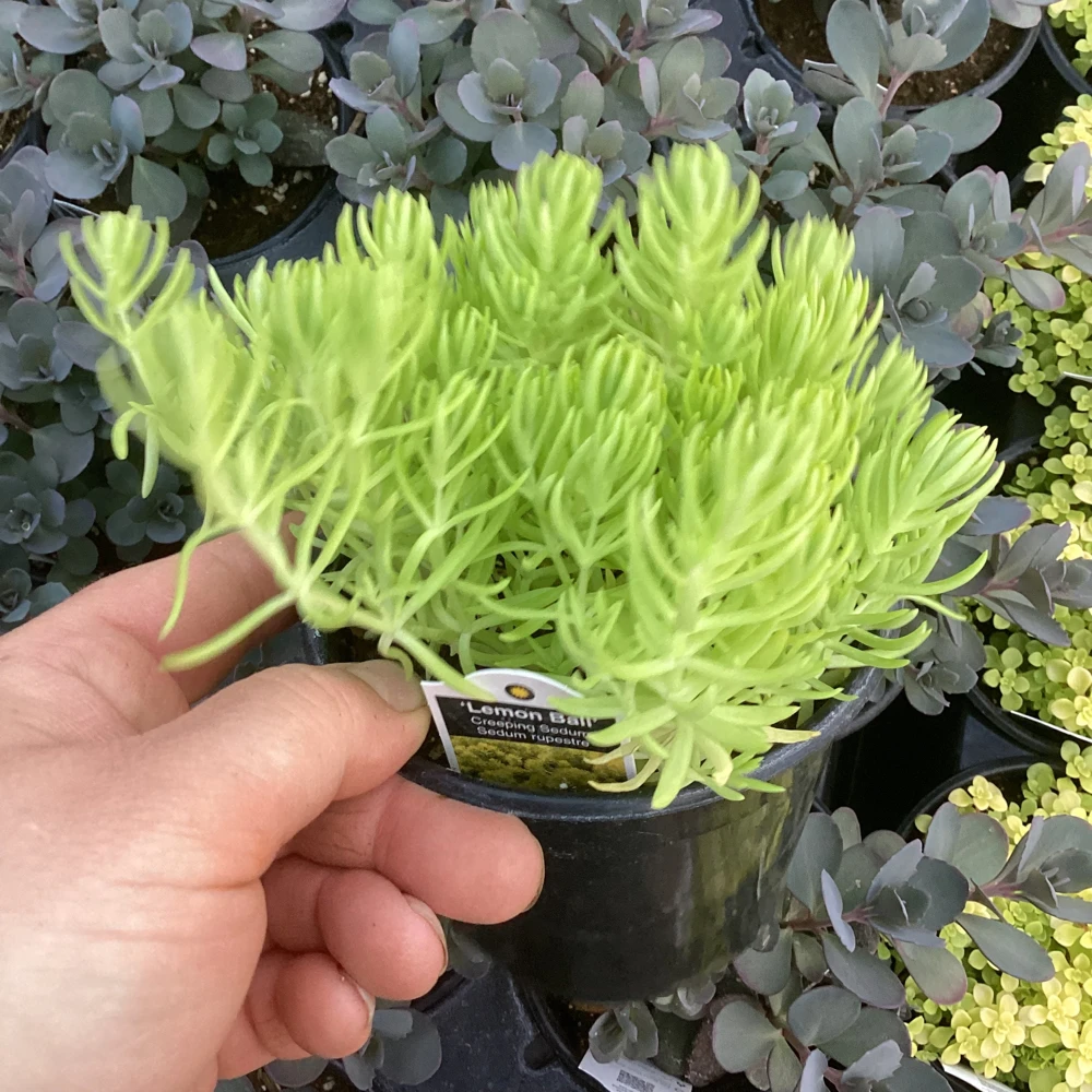 Sedum Lemon Ball Live Plant – 4.5" Pot – Bright Yellow Succulent Groundcover - Image 4