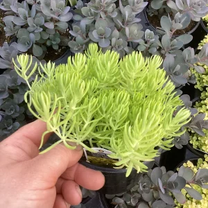 Sedum Lemon Ball Live Plant – 4.5