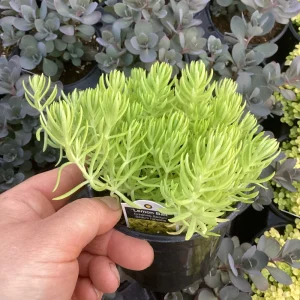 Sedum Lemon Ball Live Plant – 4.5