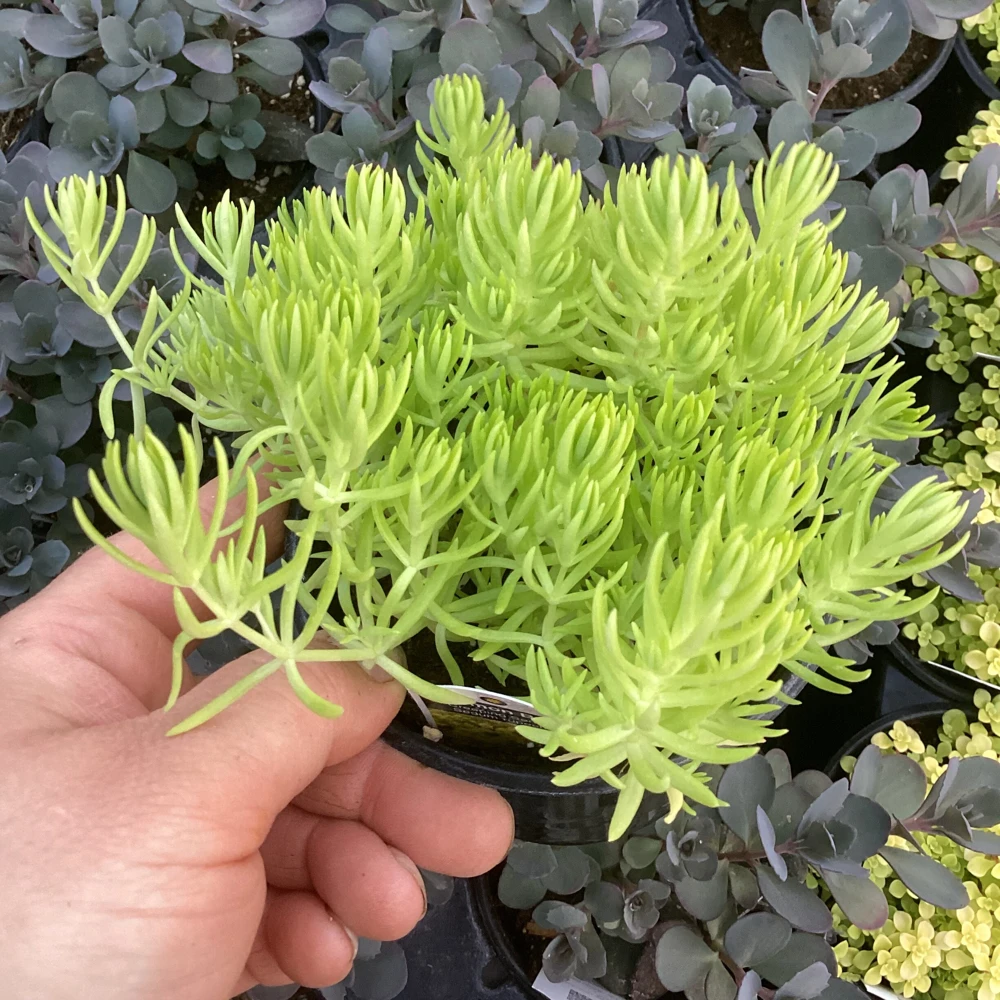 Sedum Lemon Ball Live Plant – 4.5" Pot – Bright Yellow Succulent Groundcover - Image 7