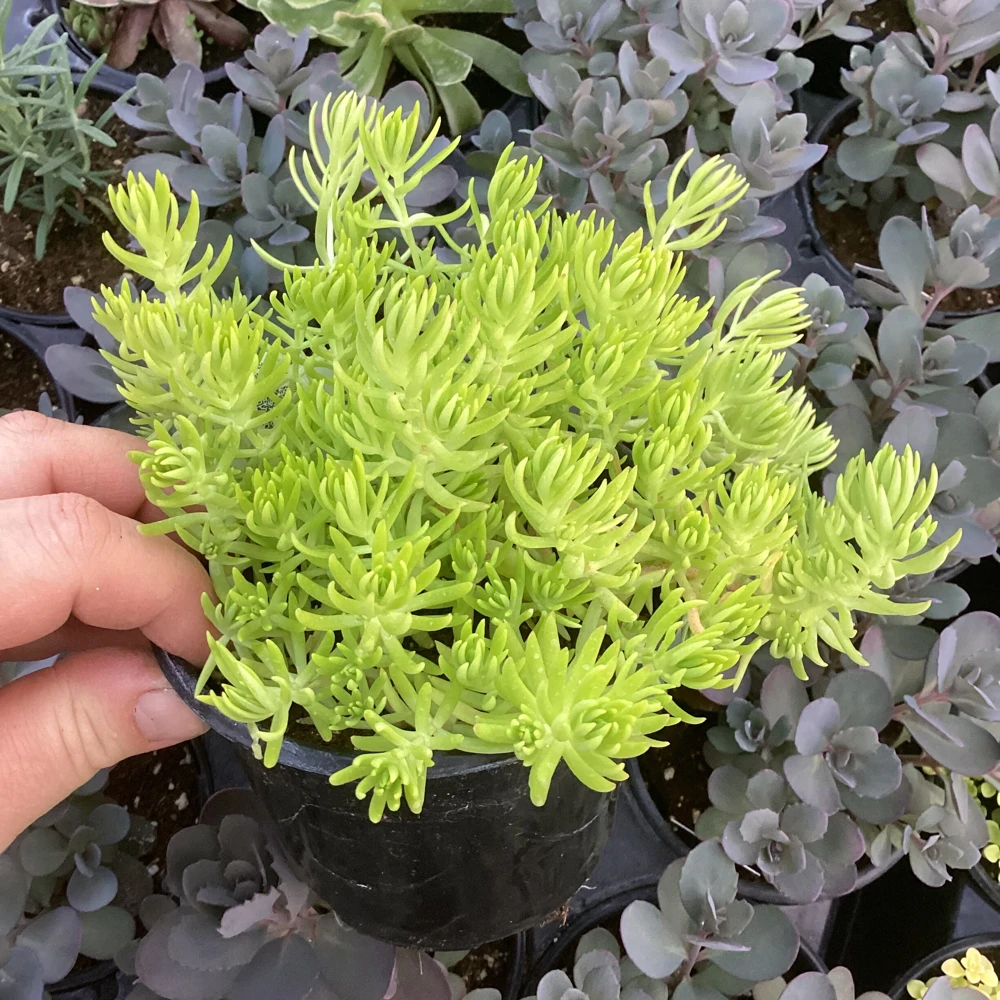 Sedum Lemon Ball Live Plant – 4.5" Pot – Bright Yellow Succulent Groundcover - Image 8