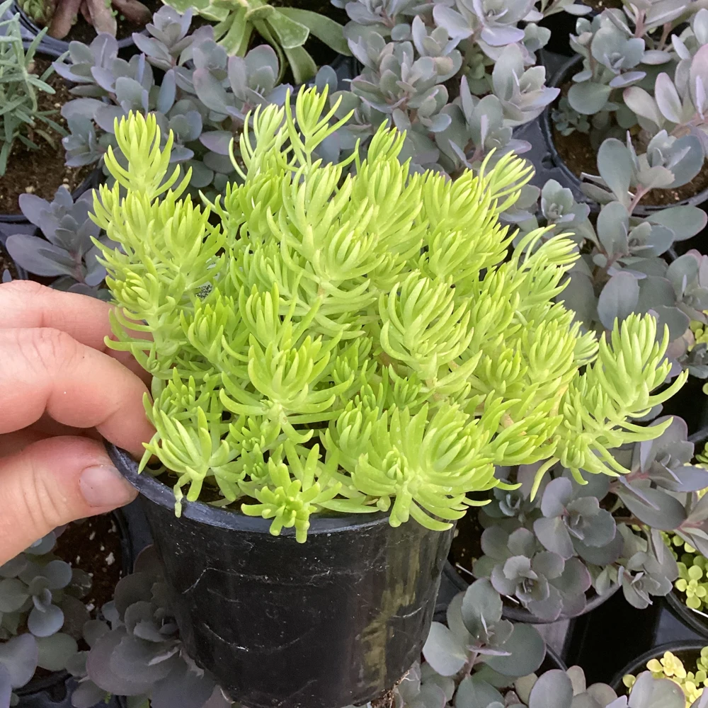 Sedum Lemon Ball Live Plant – 4.5" Pot – Bright Yellow Succulent Groundcover - Image 9