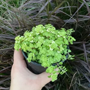 Sedum Ogon Live Plant - Golden Stonecrop - 4.5