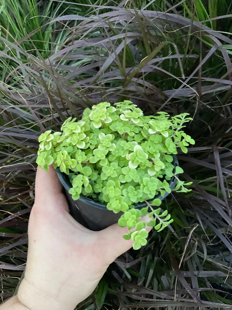 Sedum Ogon Live Plant - Golden Stonecrop - 4.5" Pot - Outdoor Groundcover - Image 2