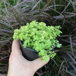 Sedum Ogon Live Plant - Golden Stonecrop - 4.5