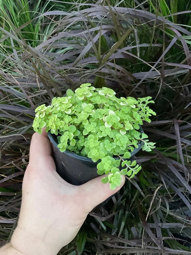 Sedum Ogon Live Plant - Golden Stonecrop - 4.5" Pot - Outdoor Groundcover - Image 3