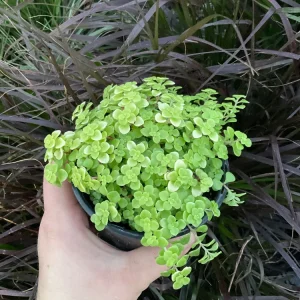 Sedum Ogon Live Plant - Golden Stonecrop - 4.5