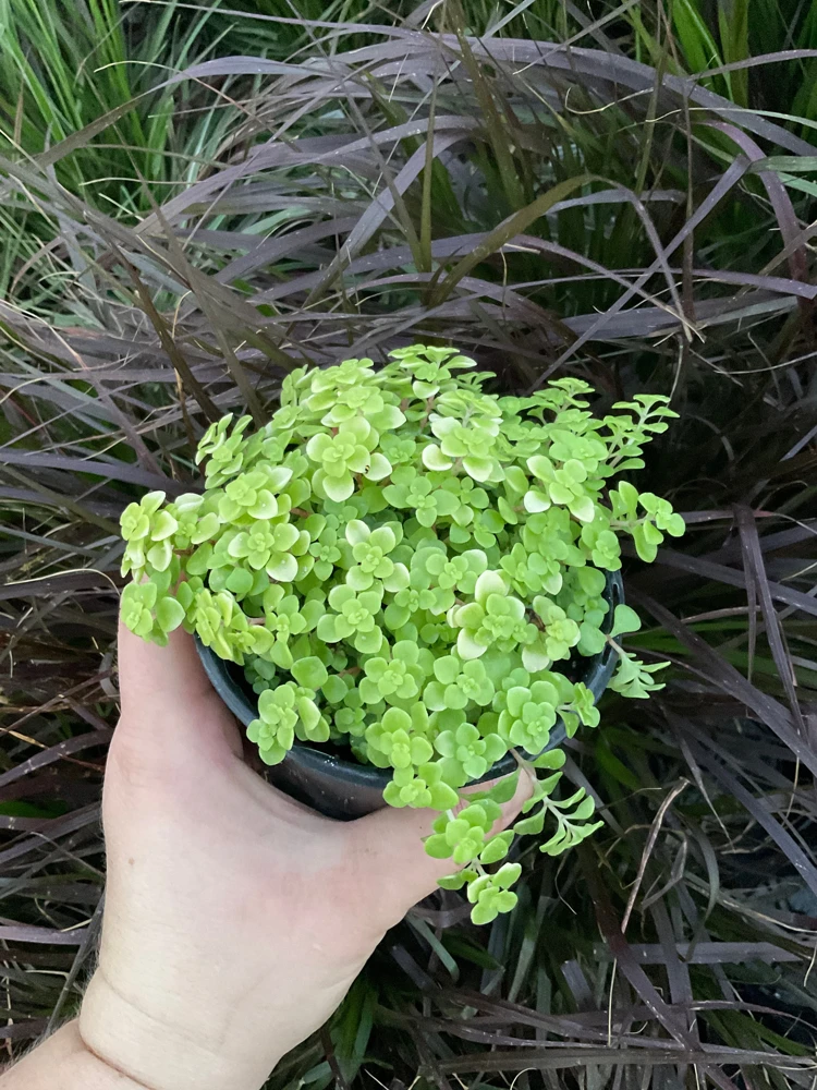 Sedum Ogon Live Plant - Golden Stonecrop - 4.5" Pot - Outdoor Groundcover - Image 4