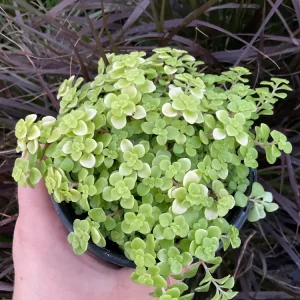 Sedum Ogon Live Plant - Golden Stonecrop - 4.5" Pot - Outdoor Groundcover - Image 1