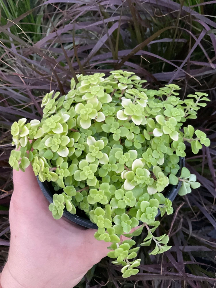 Sedum Ogon Live Plant - Golden Stonecrop - 4.5" Pot - Outdoor Groundcover - Image 1