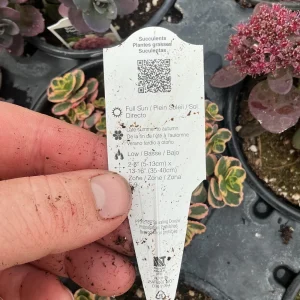 Sedum Stonecrop Spurium 'What A Doozie' Live Plant – 4.5