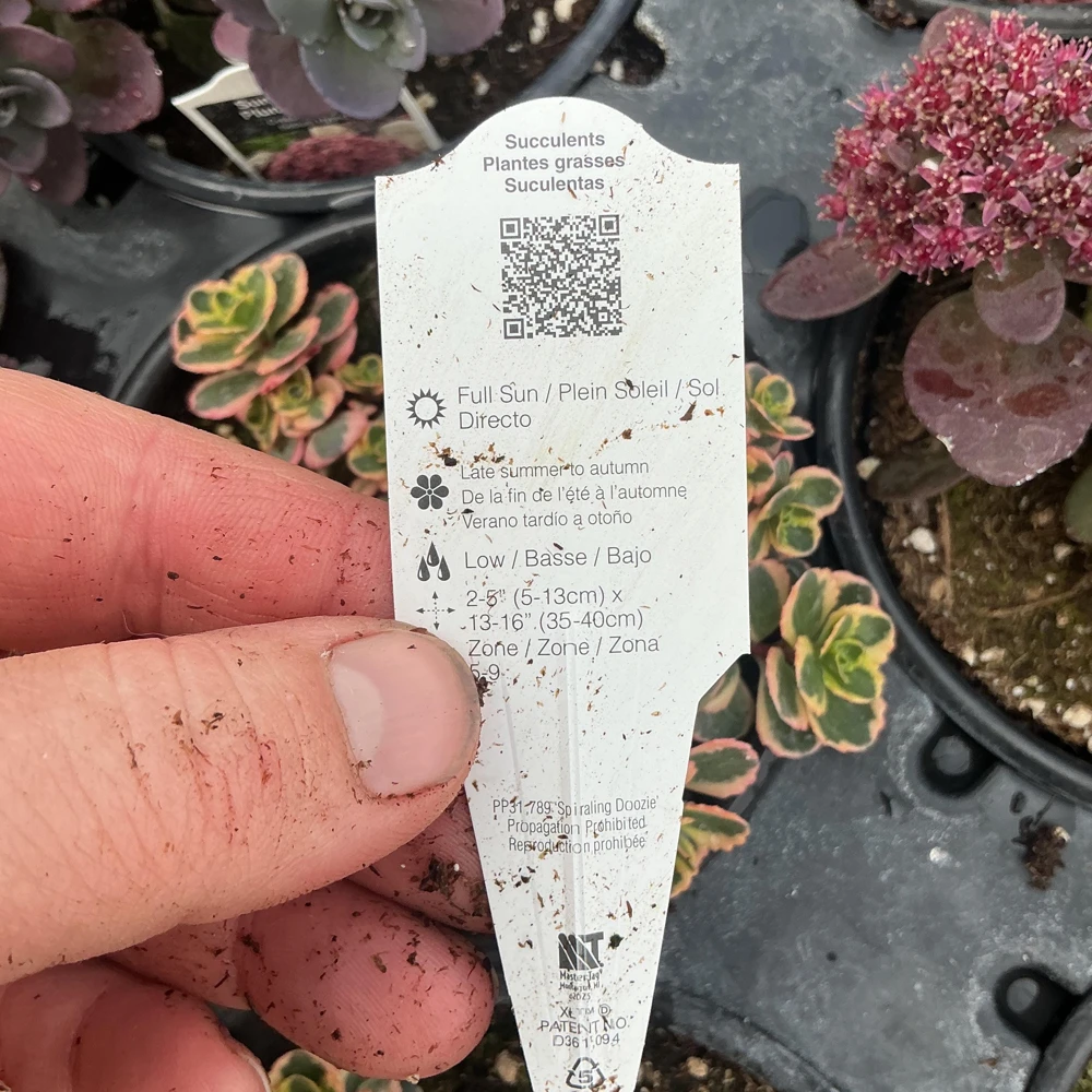 Sedum Stonecrop Spurium 'What A Doozie' Live Plant – 4.5" Nursery Pot – Outdoor Groundcover - Image 10