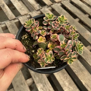 Sedum Stonecrop Spurium 'What A Doozie' Live Plant – 4.5
