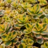 Sedum Stonecrop Spurium 'What A Doozie' Live Plant – 4.5" Nursery Pot – Outdoor Groundcover - Image 1