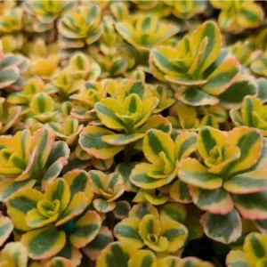 Sedum Stonecrop Spurium 'What A Doozie' Live Plant – 4.5" Nursery Pot – Outdoor Groundcover - Image 1