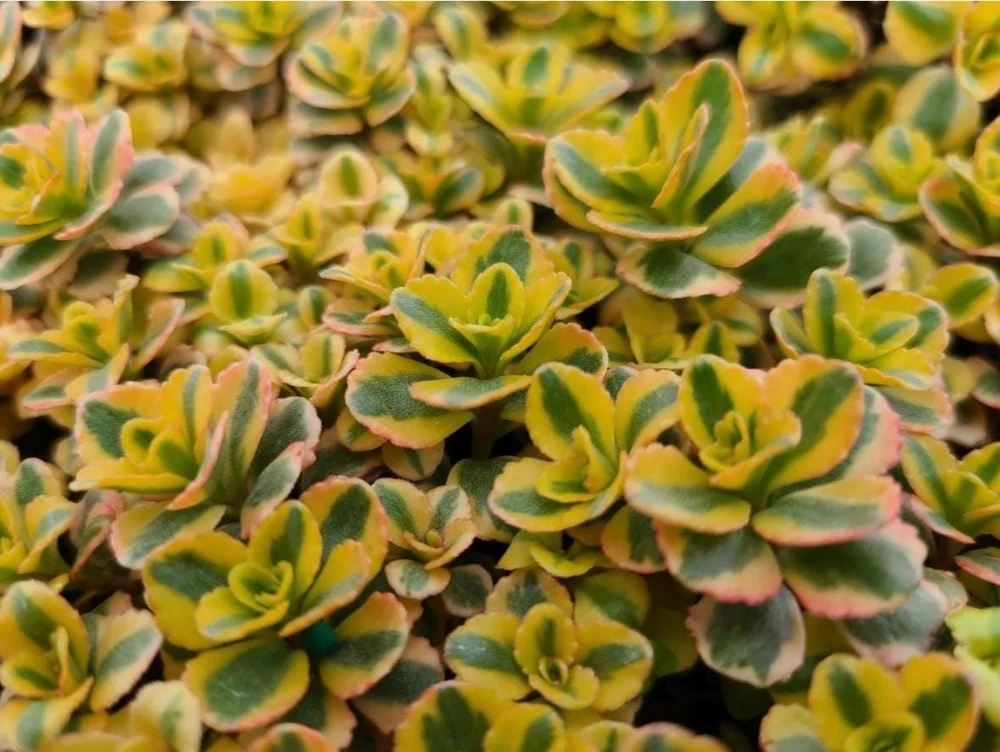 Sedum Stonecrop Spurium 'What A Doozie' Live Plant – 4.5" Nursery Pot – Outdoor Groundcover - Image 1