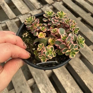 Sedum Stonecrop Spurium 'What A Doozie' Live Plant – 4.5