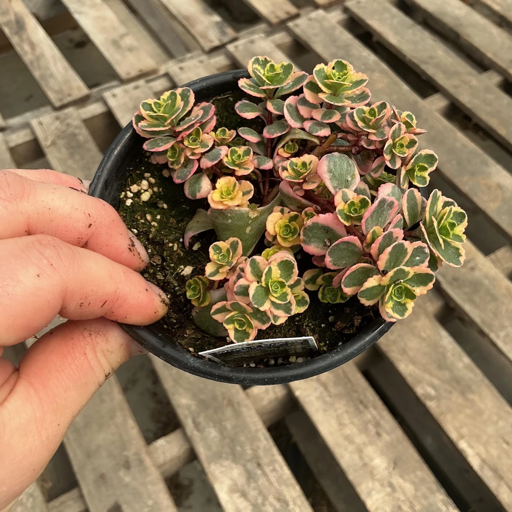 Sedum Stonecrop Spurium 'What A Doozie' Live Plant – 4.5" Nursery Pot – Outdoor Groundcover - Image 3