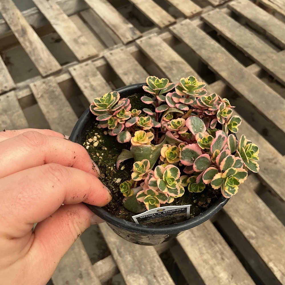 Sedum Stonecrop Spurium 'What A Doozie' Live Plant – 4.5" Nursery Pot – Outdoor Groundcover - Image 4