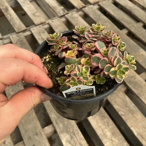 Sedum Stonecrop Spurium 'What A Doozie' Live Plant – 4.5
