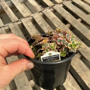Sedum Stonecrop Spurium 'What A Doozie' Live Plant – 4.5