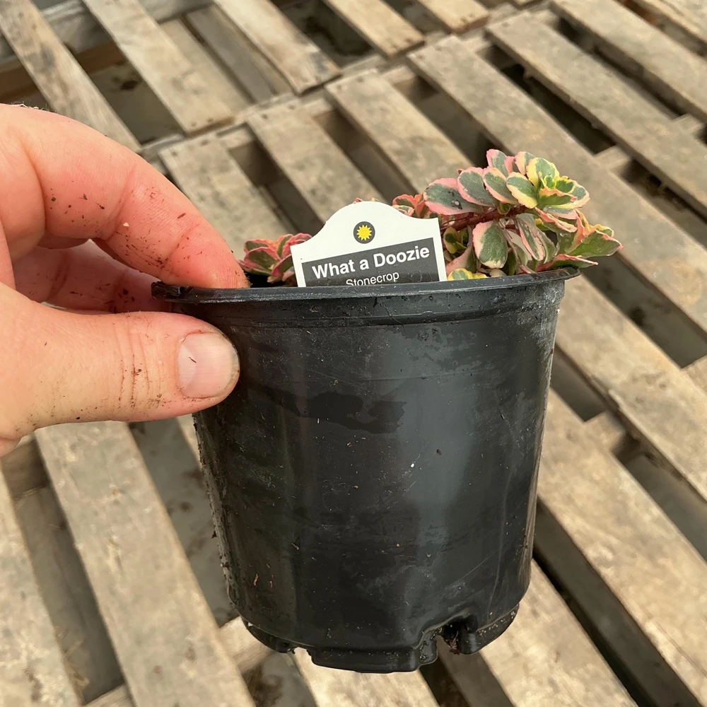 Sedum Stonecrop Spurium 'What A Doozie' Live Plant – 4.5" Nursery Pot – Outdoor Groundcover - Image 8