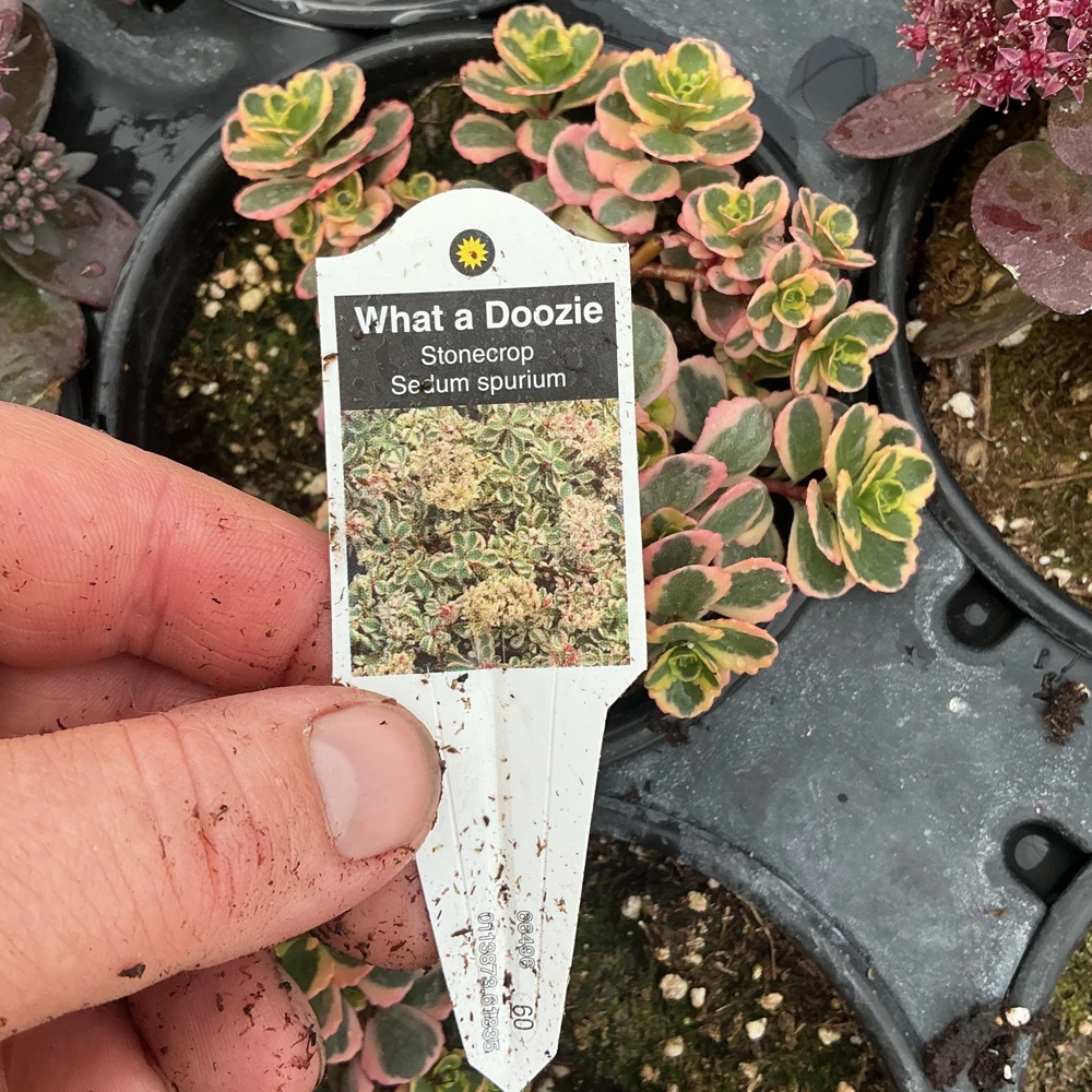 Sedum Stonecrop Spurium 'What A Doozie' Live Plant – 4.5" Nursery Pot – Outdoor Groundcover - Image 9