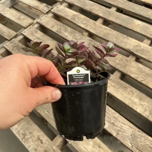 Sedum Sunsparkler Firecracker Live Plant – 4.5 inch Pot – Outdoor Succulent - Image 10