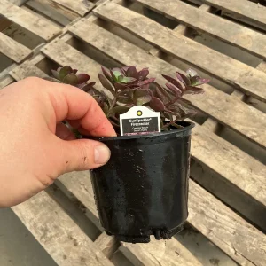 Sedum Sunsparkler Firecracker Live Plant – 4.5 inch Pot – Outdoor Succulent - Image 11