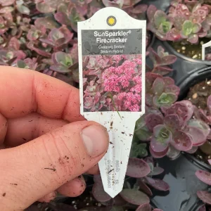 Sedum Sunsparkler Firecracker Live Plant – 4.5 inch Pot – Outdoor Succulent - Image 12