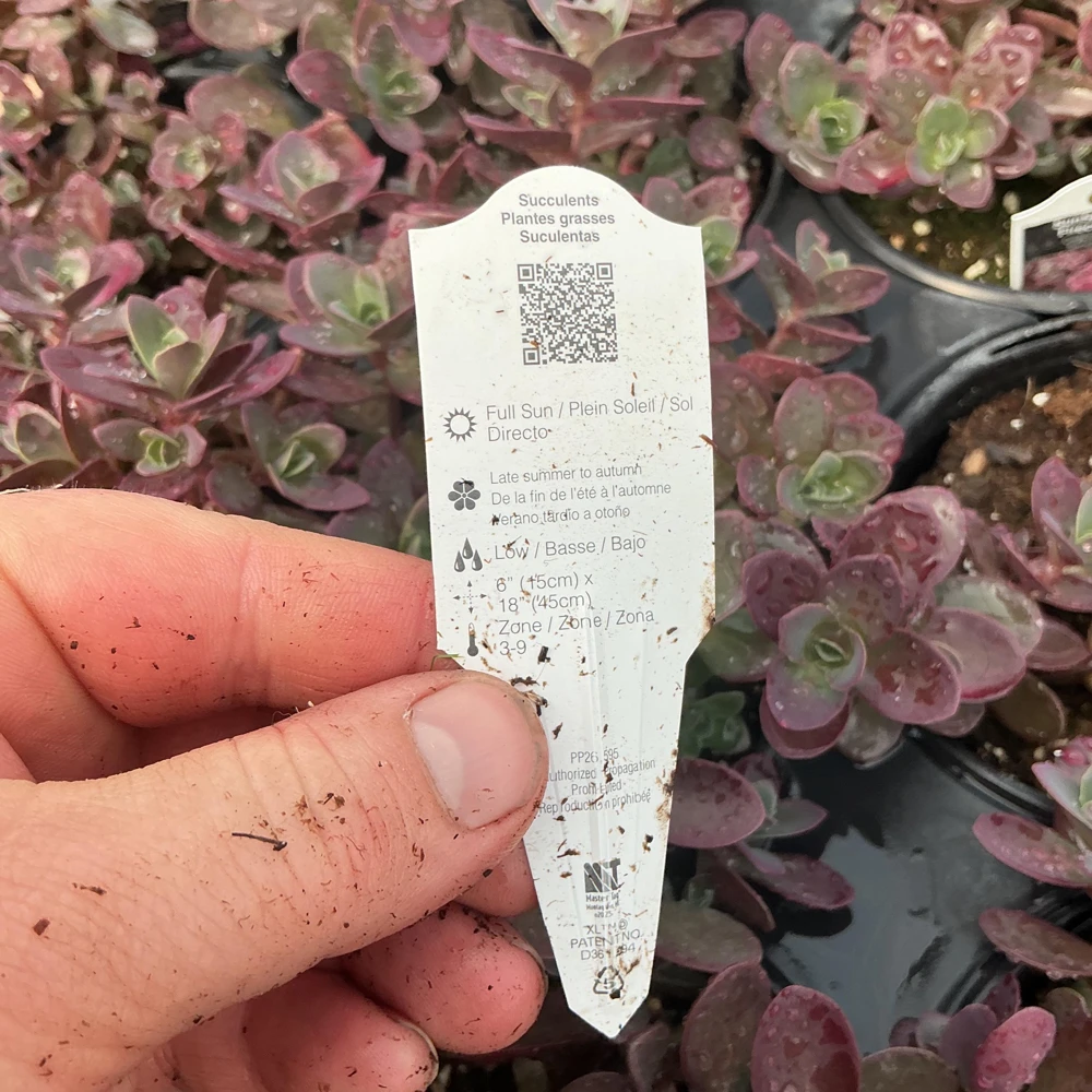 Sedum Sunsparkler Firecracker Live Plant – 4.5 inch Pot – Outdoor Succulent - Image 13