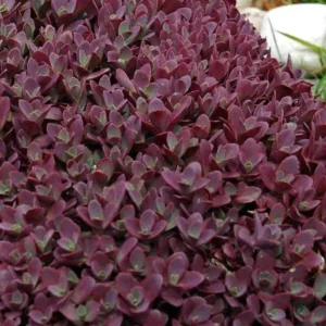 Sedum Sunsparkler Firecracker Live Plant – 4.5 inch Pot – Outdoor Succulent - Image 2