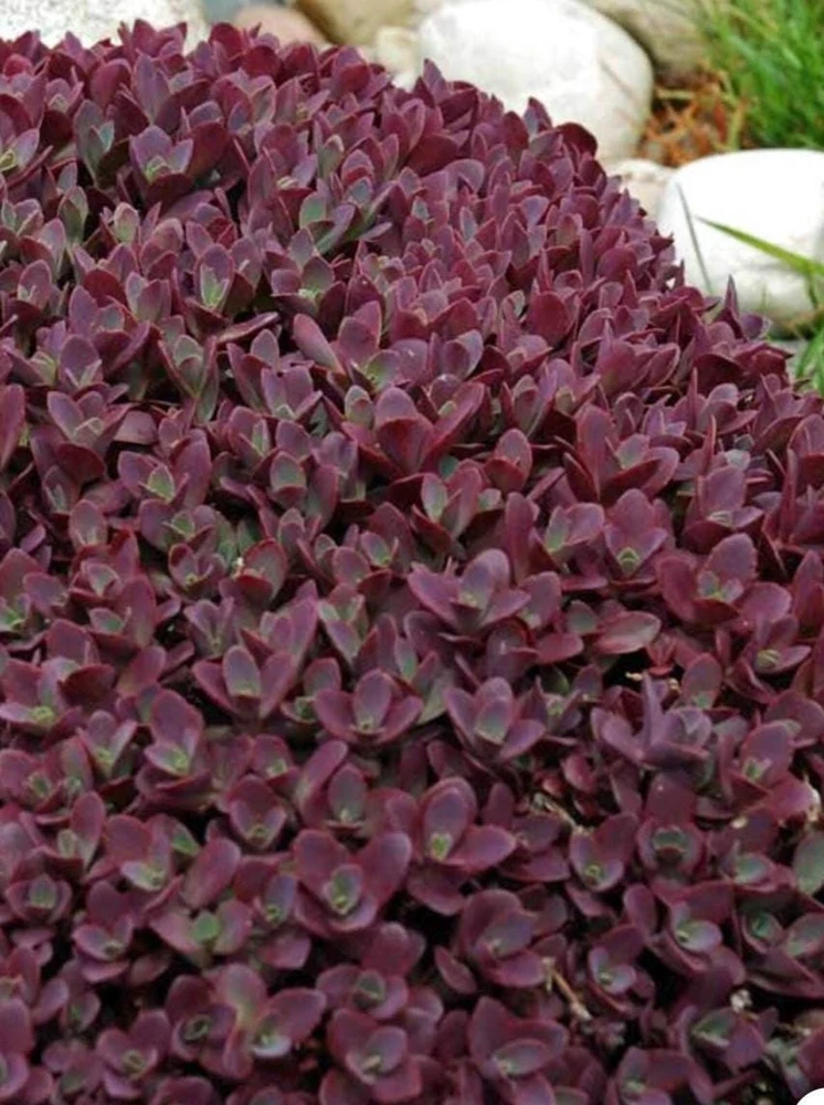 Sedum Sunsparkler Firecracker Live Plant – 4.5 inch Pot – Outdoor Succulent - Image 2
