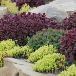 Sedum Sunsparkler Firecracker Live Plant – 4.5 inch Pot – Outdoor Succulent - Image 3