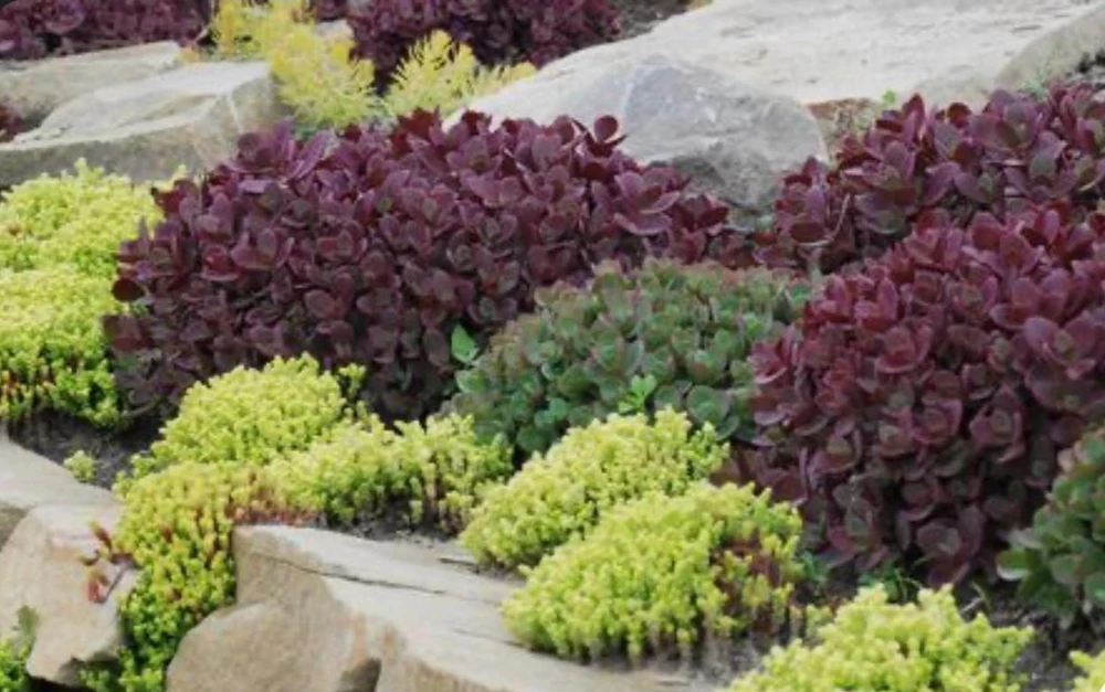Sedum Sunsparkler Firecracker Live Plant – 4.5 inch Pot – Outdoor Succulent - Image 3
