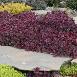 Sedum Sunsparkler Firecracker Live Plant – 4.5 inch Pot – Outdoor Succulent - Image 4