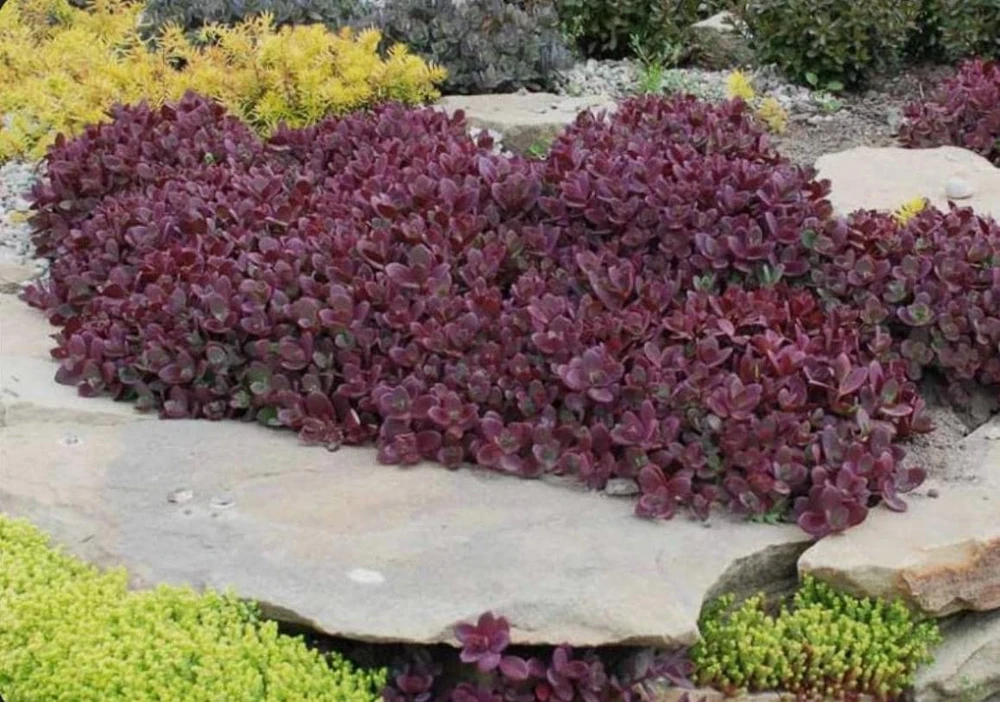 Sedum Sunsparkler Firecracker Live Plant – 4.5 inch Pot – Outdoor Succulent - Image 4