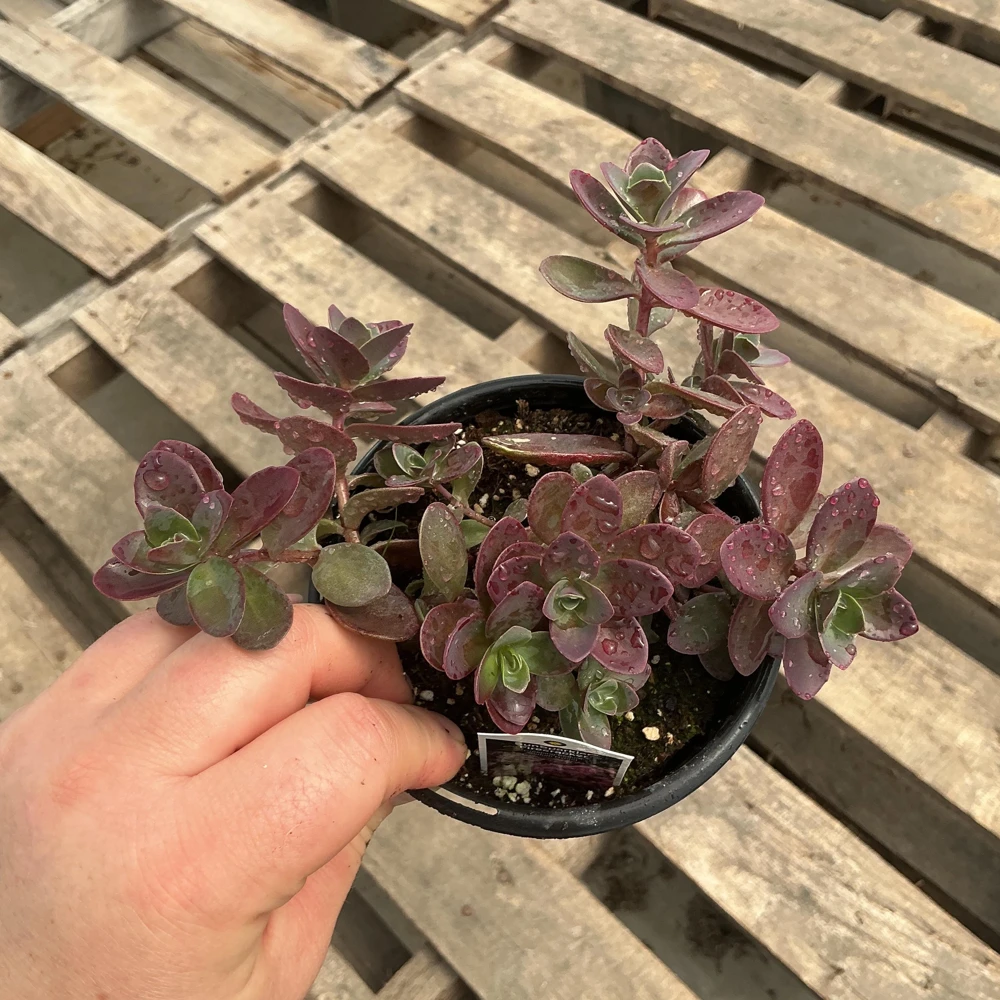 Sedum Sunsparkler Firecracker Live Plant – 4.5 inch Pot – Outdoor Succulent - Image 5
