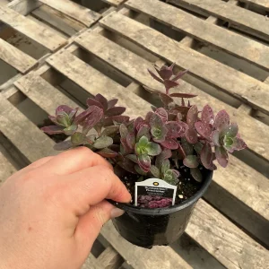 Sedum Sunsparkler Firecracker Live Plant – 4.5 inch Pot – Outdoor Succulent - Image 7