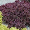 Sedum Sunsparkler Firecracker Live Plant – 4.5 inch Pot – Outdoor Succulent - Image 1