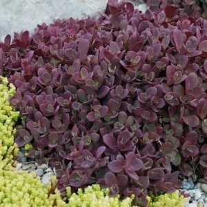 Sedum Sunsparkler Firecracker Live Plant – 4.5 inch Pot – Outdoor Succulent - Image 1