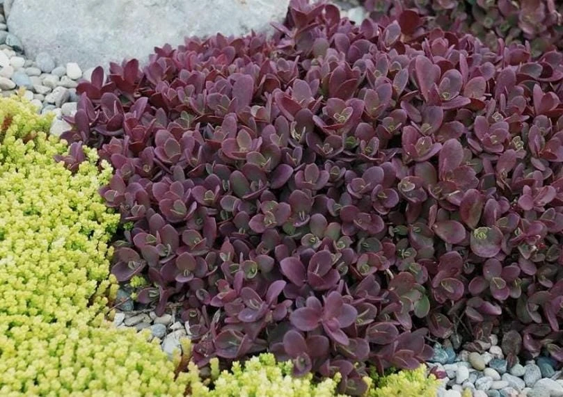Sedum Sunsparkler Firecracker Live Plant – 4.5 inch Pot – Outdoor Succulent - Image 1